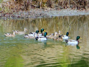 Ducks on pond